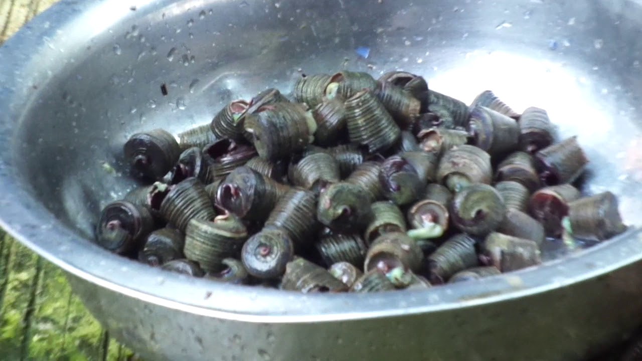 Rakhine Traditional Food. It's called Maruat in local language. It's kind of Snail