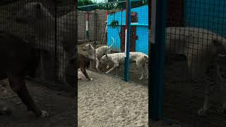 When Two Alpha Dogs Meet! ⚠️ Angry Dog Reaction#shortvideo#viralvideo#ritikdogkennel#mrbeast#puppy