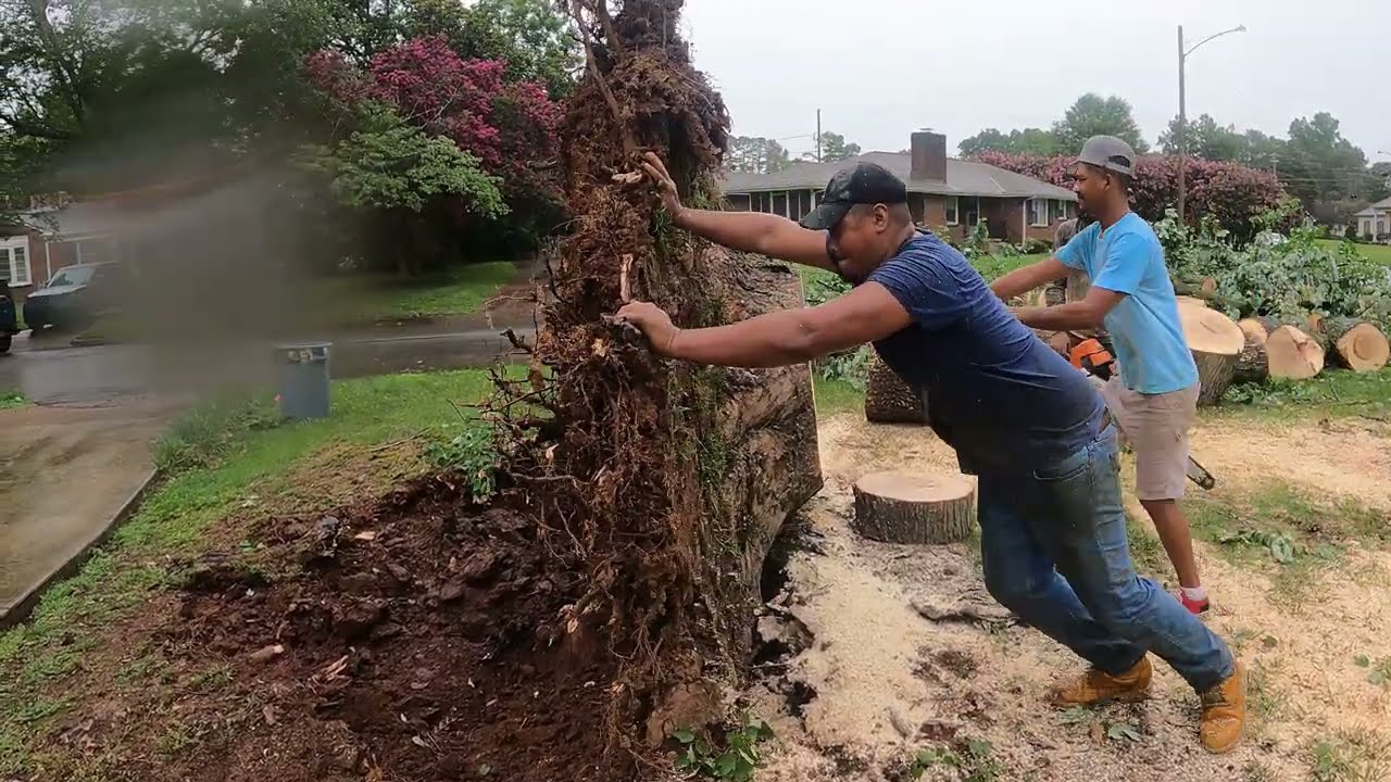 "Storm Cleanup: Removing Tree From Three Cars