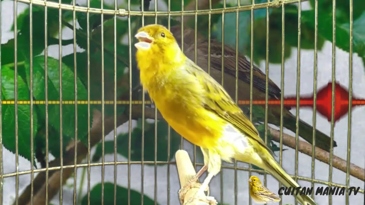 Pancingan Kenari Gacor Terbaru... Kenari Lokal, Kenari AF, Kenari F1 Dijamin NYAUT 