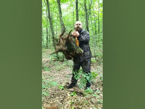 Просто пень в лесу... - YouTube