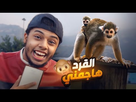 قصص 7 القرد الي هاجمني