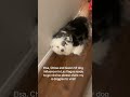 Help us make money #dogs #viral #fyp #growth