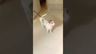 cats meowing ??? shorts viral shortvideo