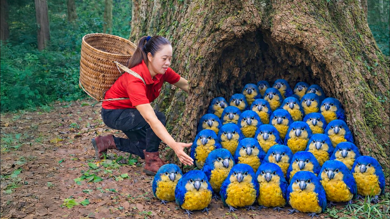 Harvesting +1000 Forest mutation Birds & Go to Market Sell | How to trap birds in tree trunks