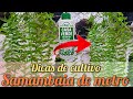 VEJA!!! CUIDADO INFALÍVEL PARA CULTIVO DE SAMAMBAIA DE METRO!!! 😱🌼 / Paraíso da Suculenta