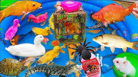Thỏ Vlog Chơi Cùng Các Con Vật, Con Cá Sấu, Con Lươn, Con Vịt, Con Cua, Cá Cảnh