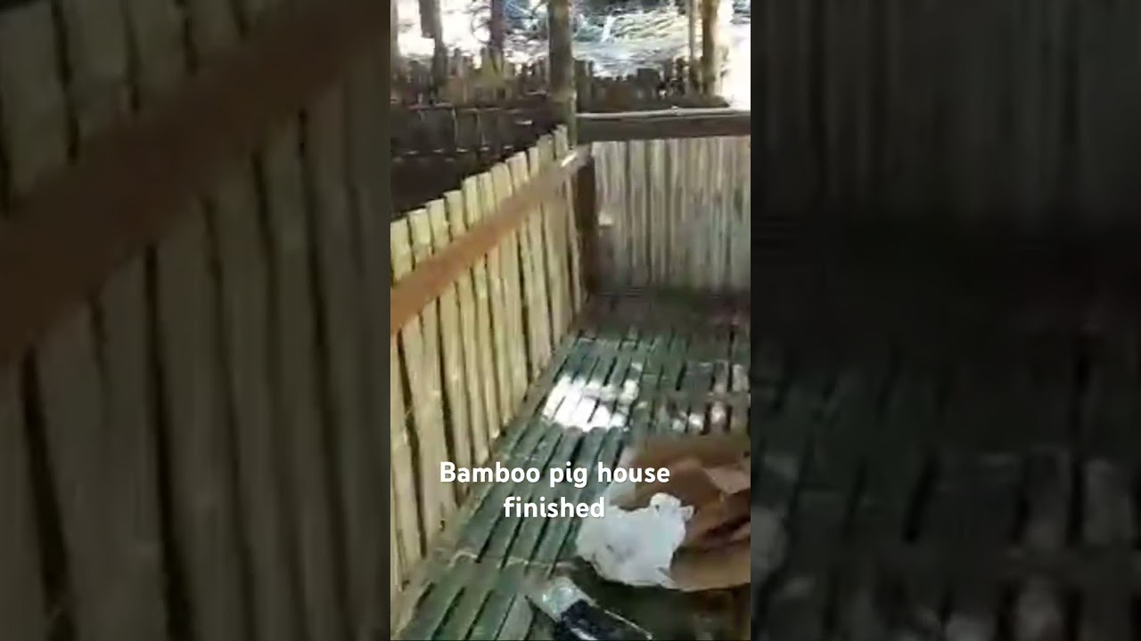 Bamboo pig pen done #shortsfeed #pig #backyardfarming #pighouse #bamboo #shorts #lowbudget
