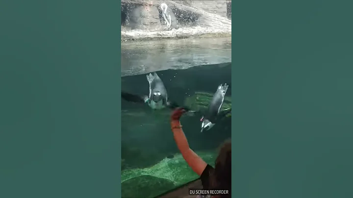 My little girl and the Penguins!