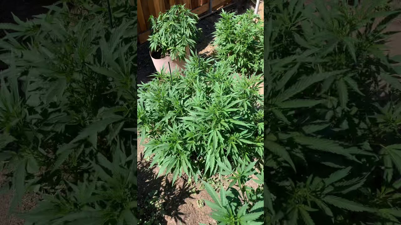 Outdoor Marijuana grow 2020 June 25