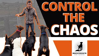 Controlling Chaos  It can fix your dog!