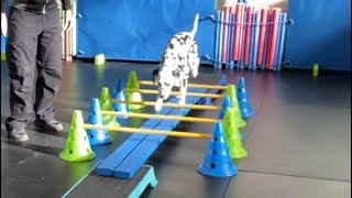 KALY’s Dog Olympics Pentathlon Series ‘Beams’ title with Do More With Your Dog!