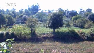Local Agroforestry