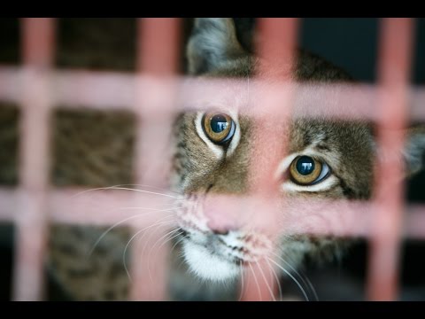 Video: Kruša Audra Kolorado Zoologijos Sode Nužudo Du Gyvūnus