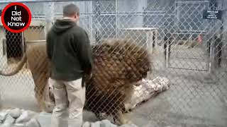 The largest lion in the world (The Barbarian Lion)