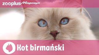 Kot birmański (Święty kot birmański) – portret rasy: Charakter, utrzymanie i pielęgnacja