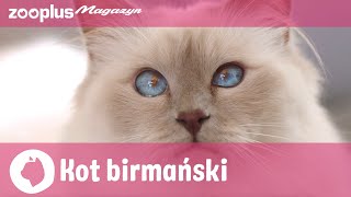 🐱 Portret Kota Birmańskiego: Elegancja, spokój i czułość | zooplus.pl