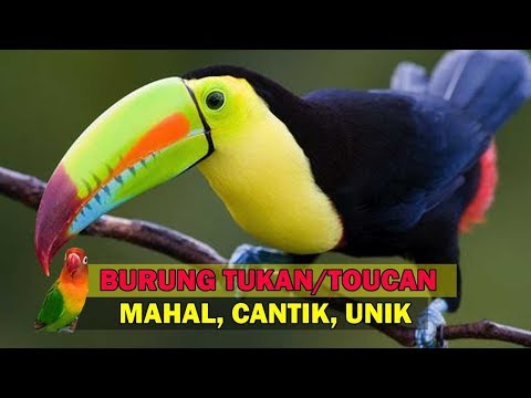 Video: Burung toucan: habitat, foto dan penerangan