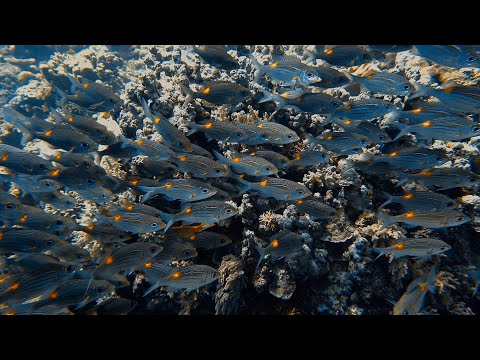APO REEF SOUTH CORNER