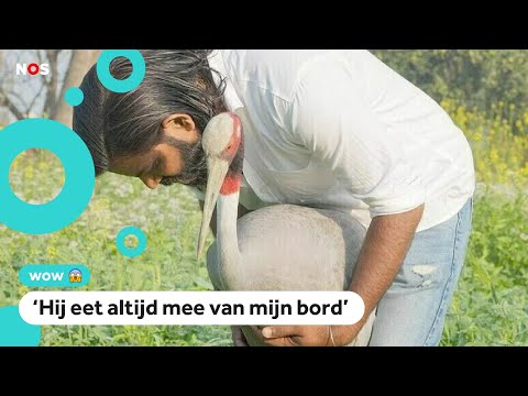 Video: Werden vrienden uitgezonden in India?