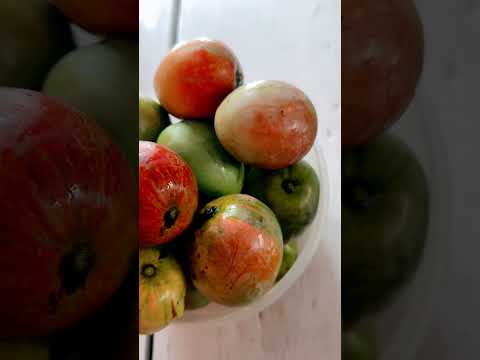 Organic Mangoes #namrangbuk Sanjal #fruit