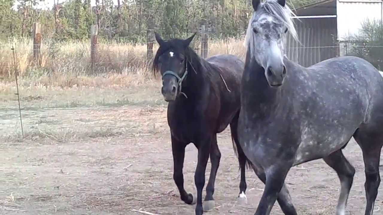 Cheval Barbe Uzad lepart 5 an et Bahidja lepart 2 ans été 2013 YouTube