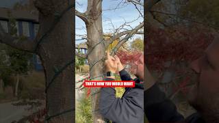 How to Wrap Branches with Christmas Lights the Right Way 🎄✨ #shorts