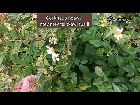 Video: Yuav Ua Li Cas Ntxuav Cov Khaub Ncaws Converse Siv Lub Khaub Ncaws Khaub Ncaws: 12 Kauj Ruam