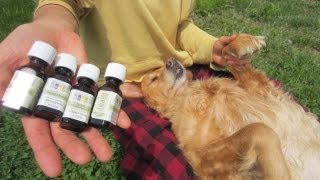 Natural Flea & Tick Repellent for Dogs  Natural Remedy!