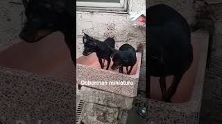 el pequeño Doberman miniatura