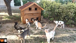 We Surprised Our Cats With Two Huge Cat Houses!