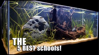 THE 5 BEST Schooling Fish PLUS One You May Not Think of! 👀