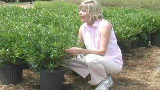 Frost Proof Gardenia - .Brighterblooms