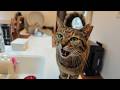 自家製ヨーグルトを作って猫に食べさせてみた