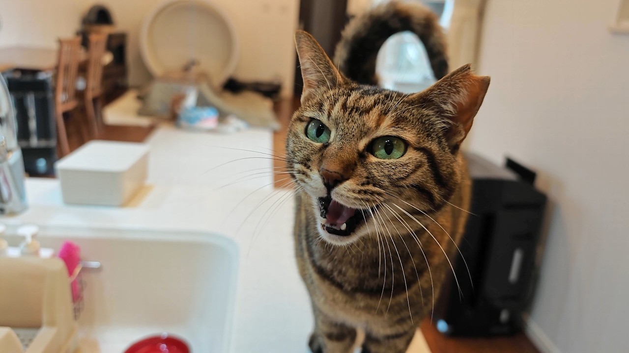 I made homemade yogurt and fed it to my cat. - YouTube