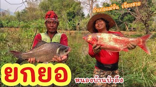 ยกยอ หนองบ้านป่าตึง อำเภอแม่จัน เชียงราย ►Fishing lifestyle Ep.726