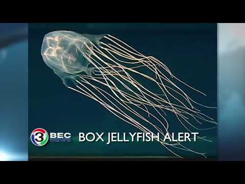 Video: En Motgift For Box Jellyfish-brodden Er Funnet