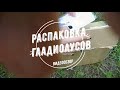 📦Распаковка посылки: луковицы гладиолусов.