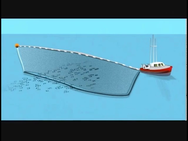 1-General overview of a purse seine net after shooting and as the purse...  | Download Scientific Diagram