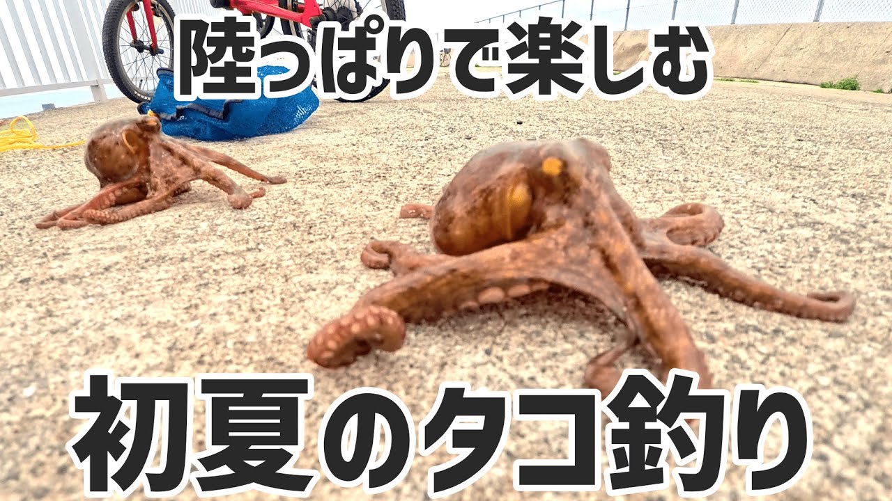 陸っぱりで楽しむ、初夏のタコ釣り in大阪湾