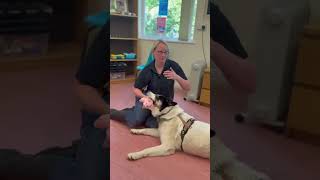 Pet of the Month with RSPCA – Meet Cooper