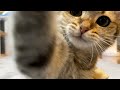 猫にパンチされたい人だけ見てください!
