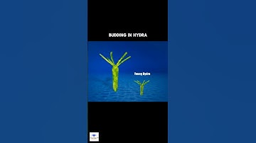 Budding In Hydra | #shorts