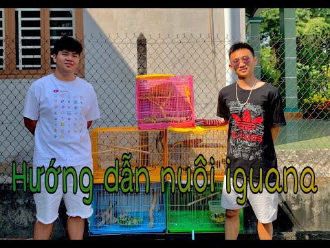 Video CÁCH NUÔI RỒNG NAM MĨ (IGUANA) - youtube