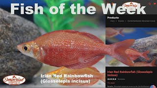 Irian Red Rainbowfish (Glossolepis incisus) ❤️🐟 #imperialtropicals