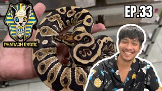 Room tour ball pythons EP.33 l Pharaoh exotic
