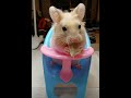朝ごはん
