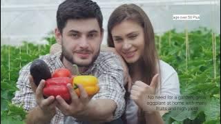 No need for a garden, grow eggplant at home with many fruits and high yield