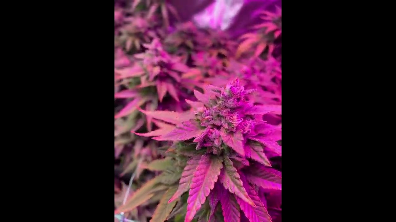 Critical xxl / bubble gum fast / gdp/ jackfruit / black glue