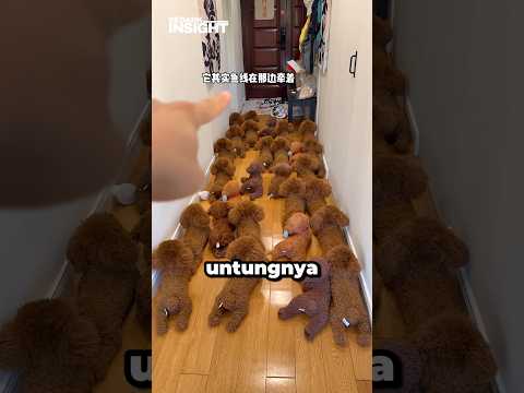 Disuruh Mandi, Malah Ngilang?! 😂